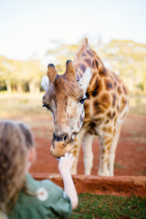 Cute little girl feeding giraffe in Africa