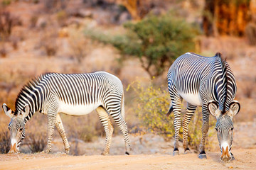 Fototapeta na wymiar Grevy’s zebras in Samburu Kenya