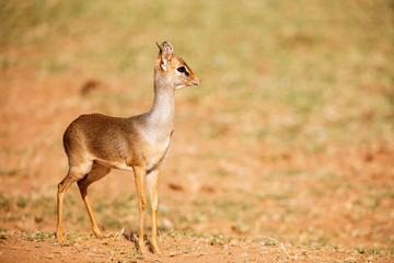 Dik dik antelope