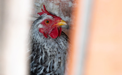 Homemade chicken close-up. Spotted chicken on the farm, poultry and in the household concept. Chicken in the chicken coop.