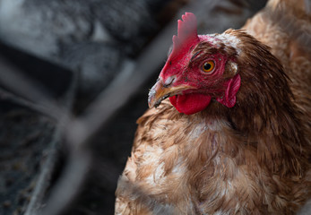 Homemade chicken close-up. Spotted chicken on the farm, poultry and in the household concept. Chicken in the chicken coop.