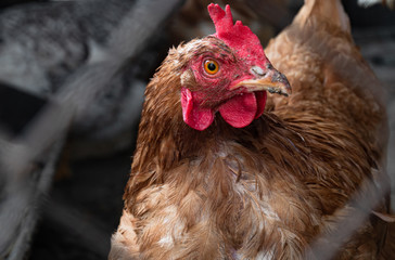 Homemade chicken close-up. Spotted chicken on the farm, poultry and in the household concept. Chicken in the chicken coop.