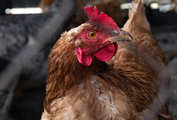 Homemade chicken close-up. Spotted chicken on the farm, poultry and in the household concept. Chicken in the chicken coop.