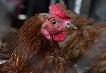Homemade chicken close-up. Spotted chicken on the farm, poultry and in the household concept. Chicken in the chicken coop.