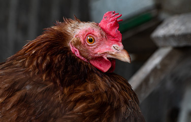 Homemade chicken close-up. Spotted chicken on the farm, poultry and in the household concept. Chicken in the chicken coop.