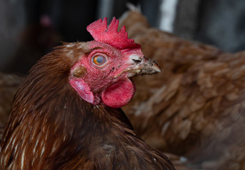 Homemade chicken close-up. Spotted chicken on the farm, poultry and in the household concept. Chicken in the chicken coop.