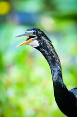 Anhinga