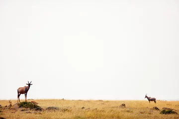 Foto op Canvas Topi antelope in Kenya © BlueOrange Studio