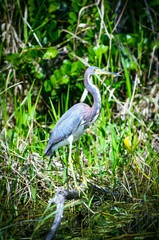 Tricolored heron
