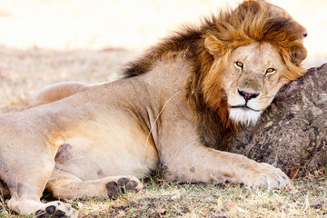 Male lion in Africa