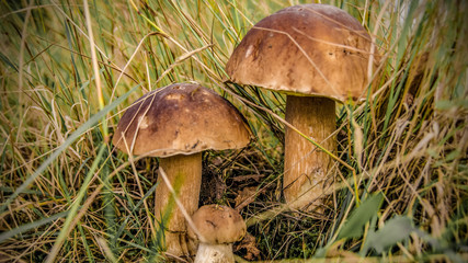 Grzyb jadalny, borowik