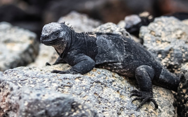 galapagos marine iguana, Isabela, Ecuador, island, exotic, wild, nature, dragon