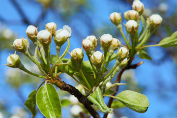 Pear tree in bloom. Pear blossom in early spring
