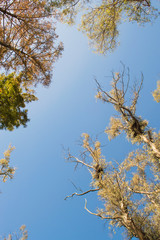 tree branches against blue sky