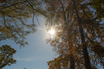 trees and sky