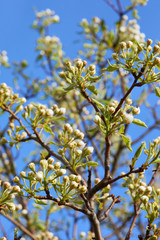 Pear tree in bloom. Pear blossom in early spring