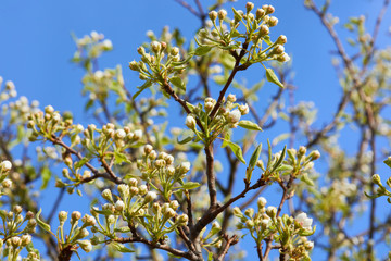 Pear tree in bloom. Pear blossom in early spring