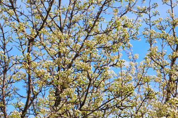 Pear tree in bloom. Pear blossom in early spring