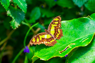 Closeup beautiful butterfly in a summer garden