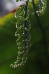 natura plants