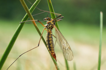 Nahansicht einer Wiesenschnake