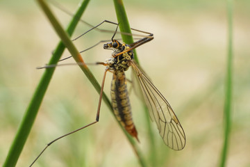 Nahansicht einer Wiesenschnake