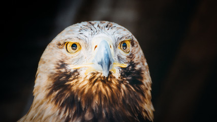 Tête d'aigle en gros plan avec ses yeux jaune