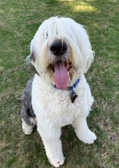 Sheep dog at the park