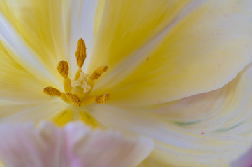 Fototapeta premium Tulpe