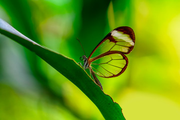 Glasswing Butterfly (Greta oto) in a summer garden.
