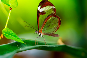 Glasswing Butterfly (Greta oto) in a summer garden.

