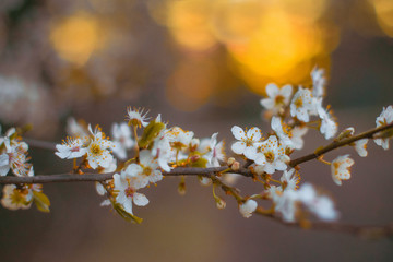 Blooming Tree in Spring. Blooming Buds and Flowers on a Tree Branch.