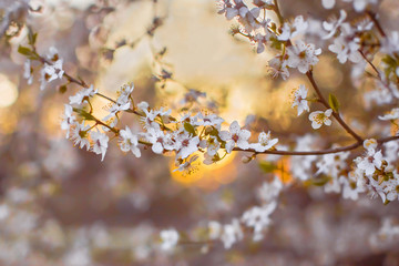 Blooming Tree in Spring. Blooming Buds and Flowers on a Tree Branch.