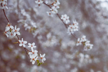 Blooming Tree in Spring. Blooming Buds and Flowers on a Tree Branch.