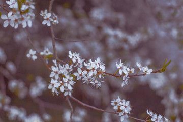 Blooming Tree in Spring. Blooming Buds and Flowers on a Tree Branch.