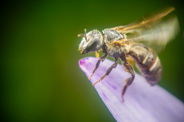 The little bee is looking for pollen on the blooming lotus flowers when the sun shines in the morning.