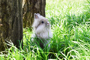 rabbit standing in the green grass
