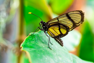 Closeup beautiful butterfly in a summer garden