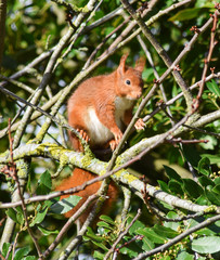 Naklejka na ściany i meble Red squirrel on a tree