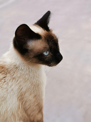 Siamese cat with blue eyes and brown ears