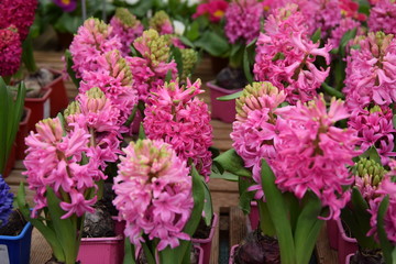 Fototapeta na wymiar pink flowers in a garden - Hyacinth Plant 