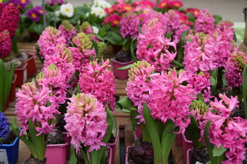 Fototapeta na wymiar pink Flowers of hyacinth 