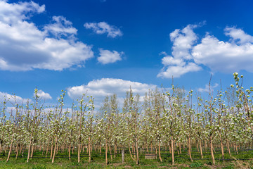 Fototapeta na wymiar Blooming Pear Trees in Orchard Against Blue Sky With White Clouds
