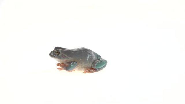 Australian Green Tree Frog portrait against white background