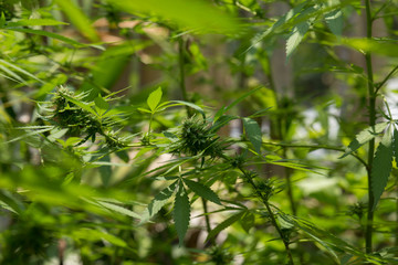 selective focus marijuana leaf, cannabis plant