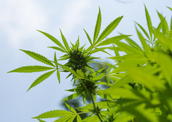 selective focus marijuana leaf, cannabis plant