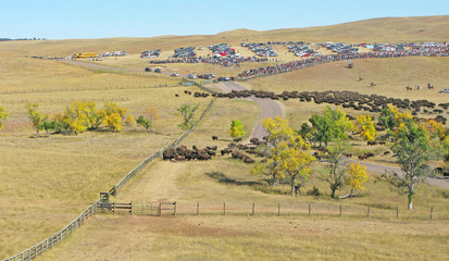 Fototapeta premium Buffalo Roundup in Custer State Park, South Dakota. 