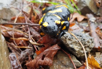 The Fire Salamander (Salamandra salamandra)