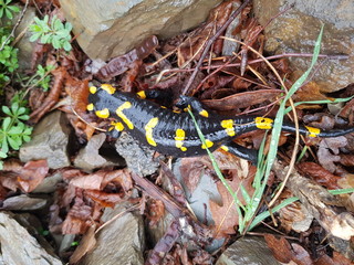 The Fire Salamander (Salamandra salamandra)