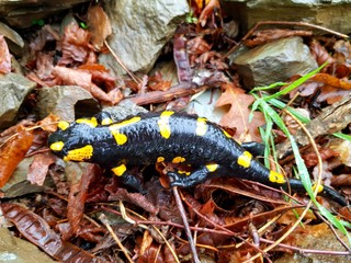 The Fire Salamander (Salamandra salamandra)